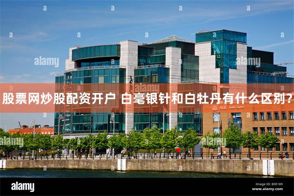 股票网炒股配资开户 白毫银针和白牡丹有什么区别？